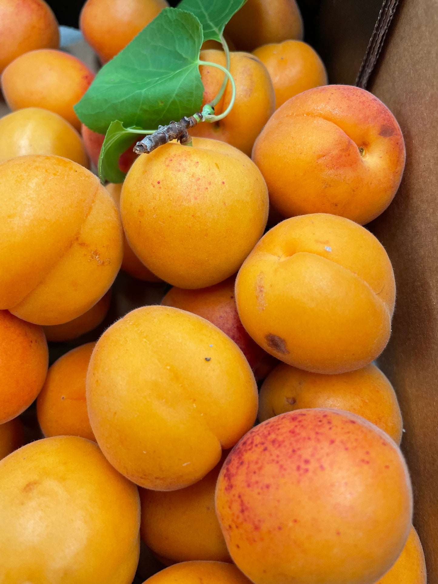 Real Apricots 500gm