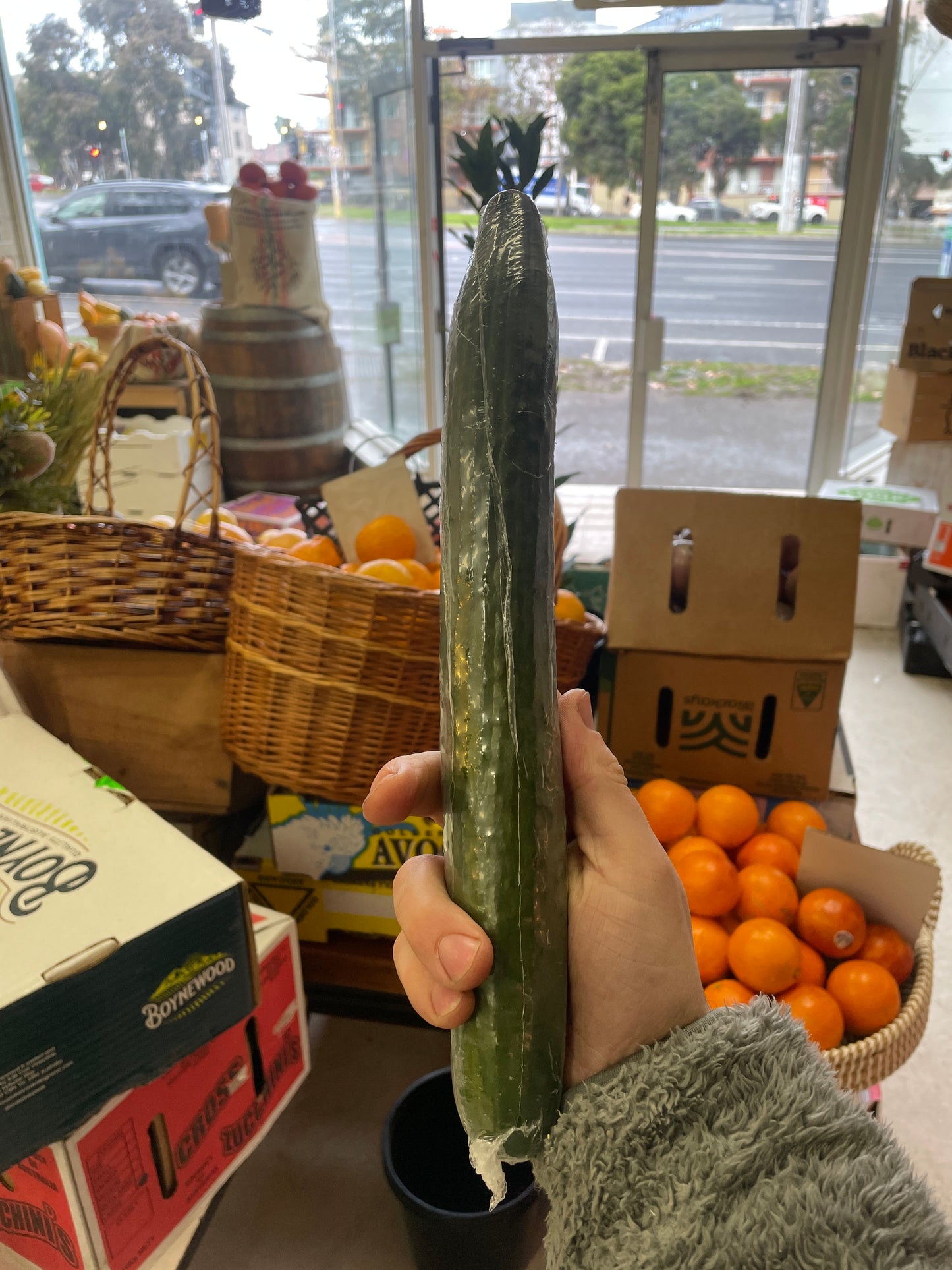 Continental cucumber ea