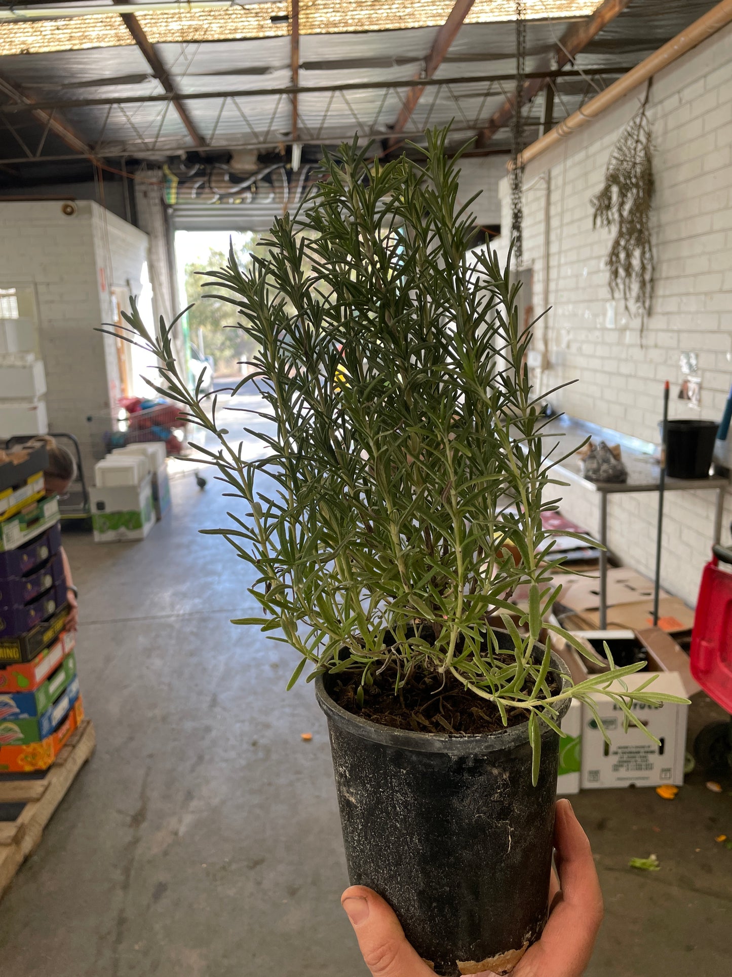 Living rosemary