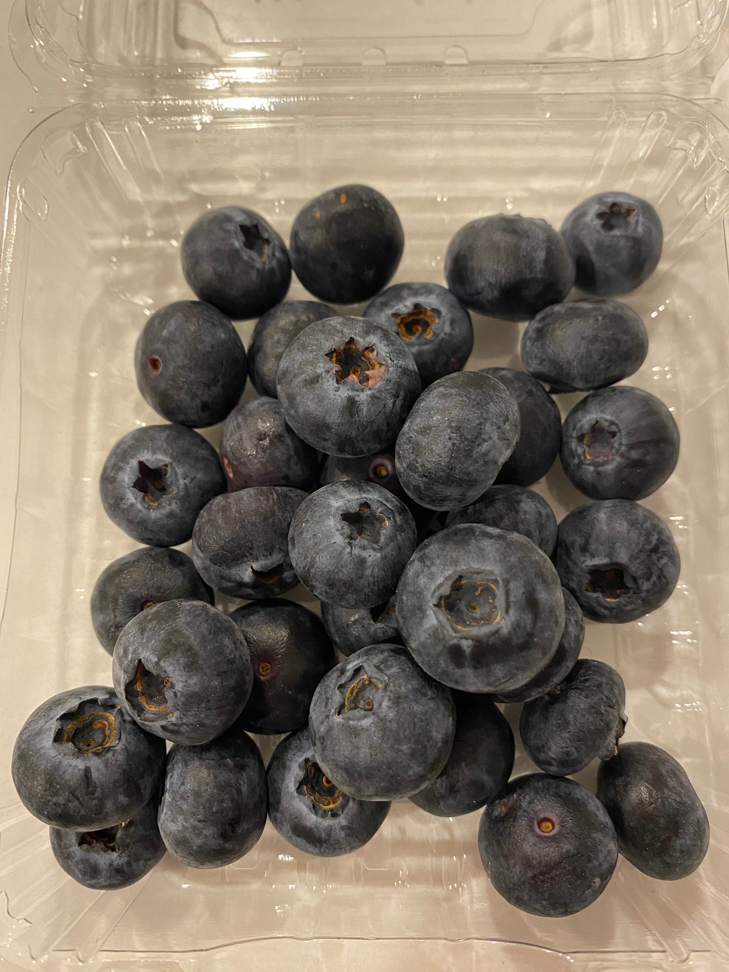 Jumbo blueberry